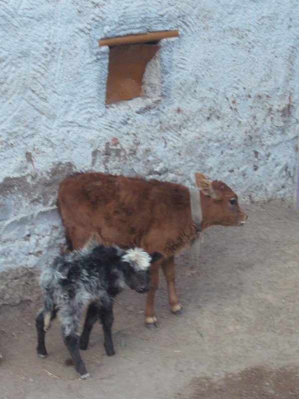 Travel - India - Ladakh - Trip to Alchi - Alchi